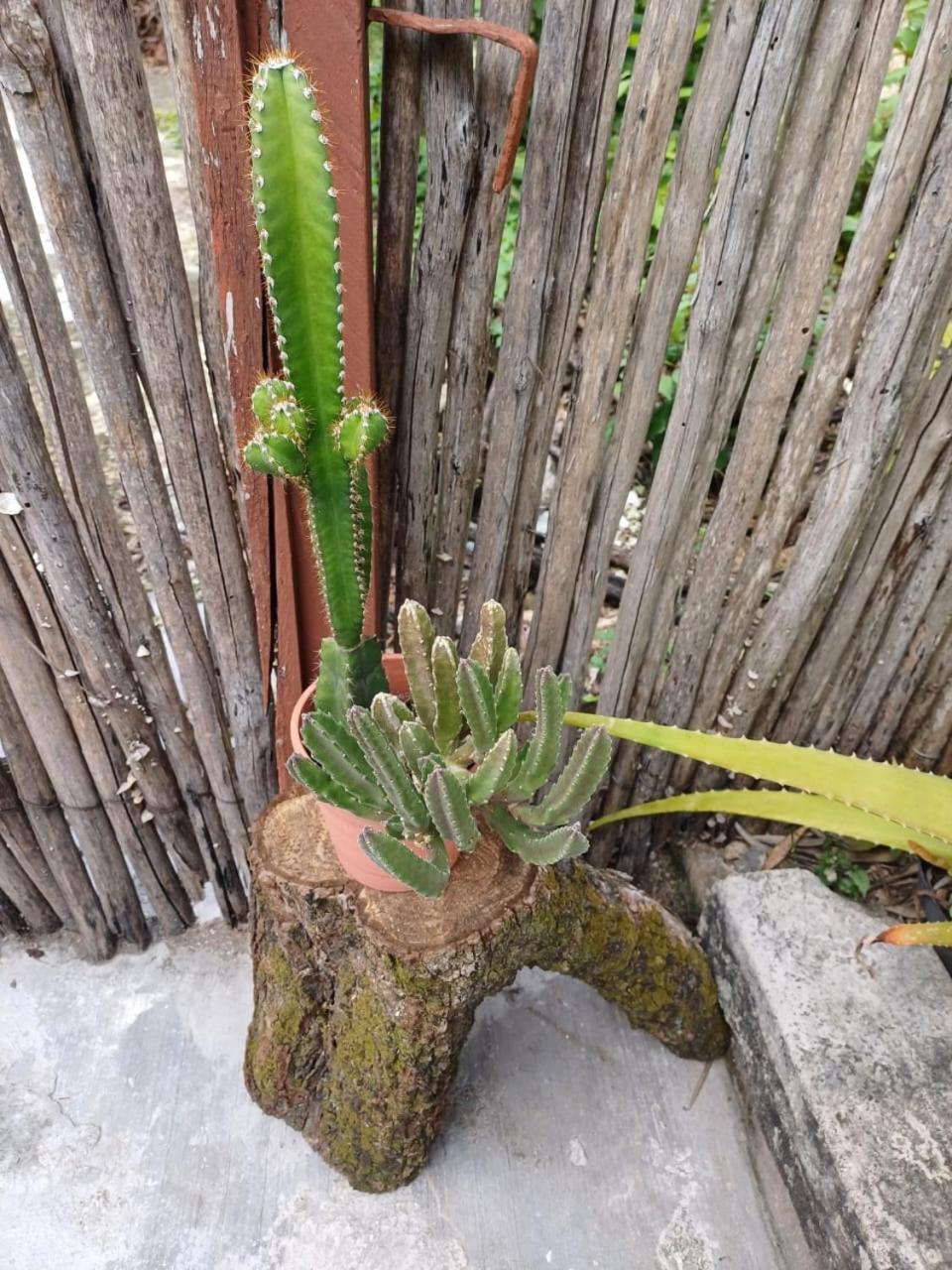 Casa Candelita バリャドリッド エクステリア 写真